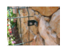 2565666cp-hagrofence